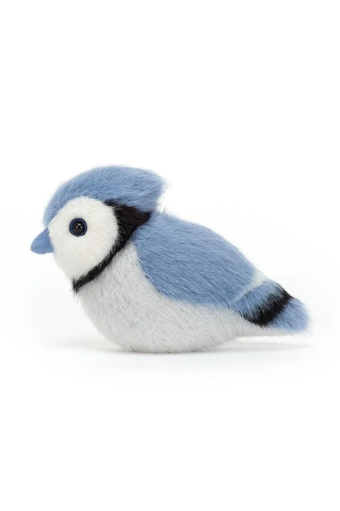 Birdling Blue Jay